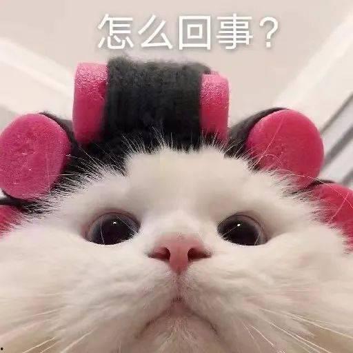 胖猫谭竹吃瓜爆料,娱乐圈吃瓜大揭秘