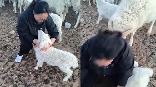 羊圈吃瓜爆料图片大全集,揭秘娱乐圈幕后真相图片大全集