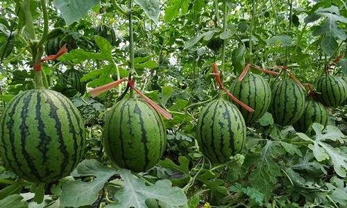 夏邑吃瓜最新事件爆料,揭秘背后惊人真相，网络热议持续升温
